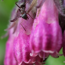 Ameise auf lila Blüte