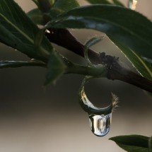 Fliege über Wassertropfen