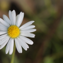 Gänseblümchen