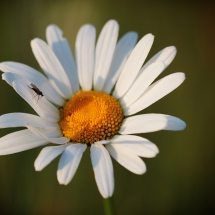 Mücke auf Margerite