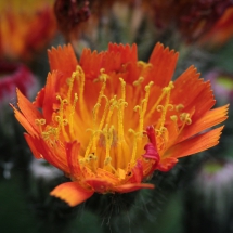 Orange Blüte