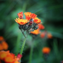 Orange Blüte