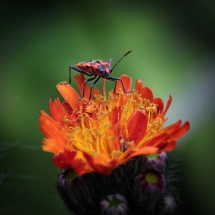 Orange Blüte mit Käfer