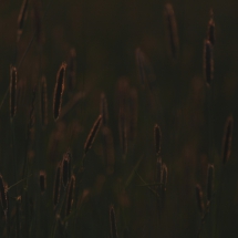 Wiese im Gegenlicht