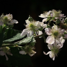 Brombeerblüte