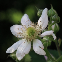 Einzelne Brombeerblüte