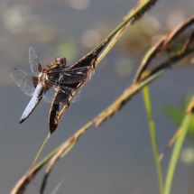 Plattbauch (Libelle)