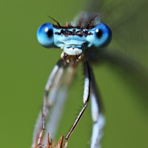 Federlibelle (frontal hochformat)