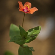 Mini Blüte in Orange