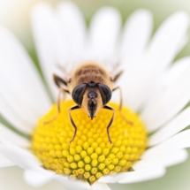 Biene auf Margarite