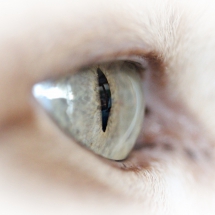 Eye of the Tiger (Nur unsere Hauskatze)