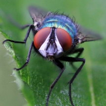 Fliege (Focus Stack)