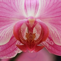 Orchidee (Focus Stack)