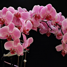 Orchidee