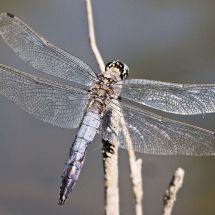 Plattbauch (Libellula depressa)