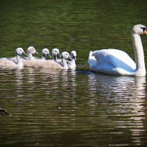 Schwanenmama mit Nachwuchs