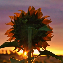 Sonnenblume im Gegenlicht