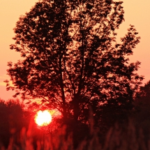 Baum im Gegenlicht