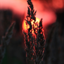 Gras-Ähre im Gegenlicht