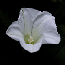 Zaunwinde Calystegia sepium