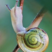 Schnecke