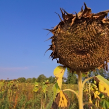 Zu spät am Sommenblumenfeld