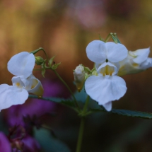 Blüte