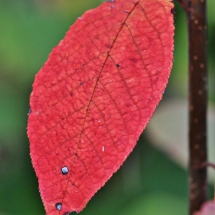 Herbstfarben