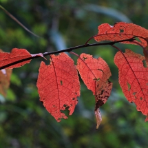 Herbstfarben