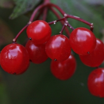 Herbstfarben