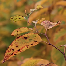 Herbstfarben