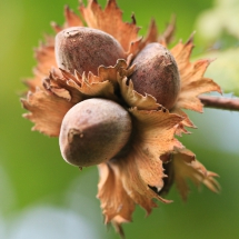 Herbstfarben