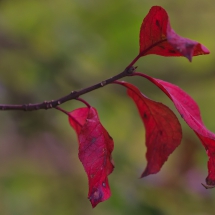 Rote Blätter