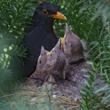 Nest Hochformat