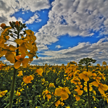 Raps vor Himmel