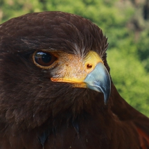 Mexikanischer Wüstenbussard