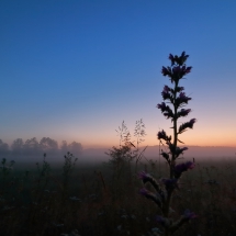 Natterkopf vor Sonnenaufgang