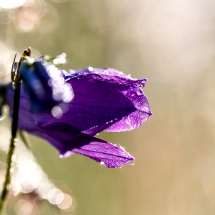 Blüte mit Bokeh