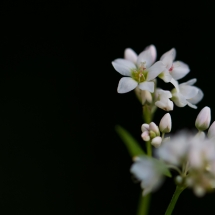 Unbekannte Blüte