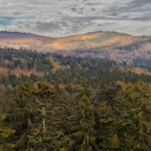 Herbstlicher Wald