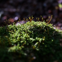 Miniaturwald auf Baumwurzel