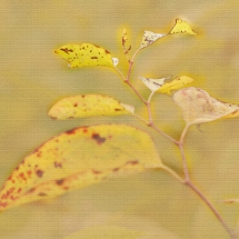 Blätter-in-Gelb