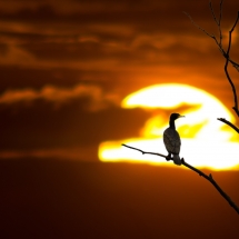 Reiher im Sonnenuntergang