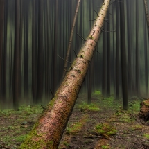 Achtung: Baum-fällt