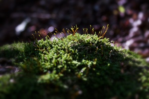 Miniaturwald auf Baumwurzel